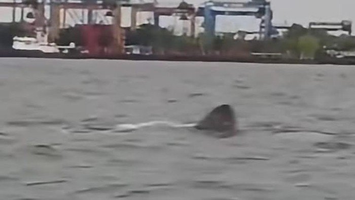 heboh kemunculan kawanan hiu di perairan makassar sulawesi selatan dokumen istimewa 1774252888053 169